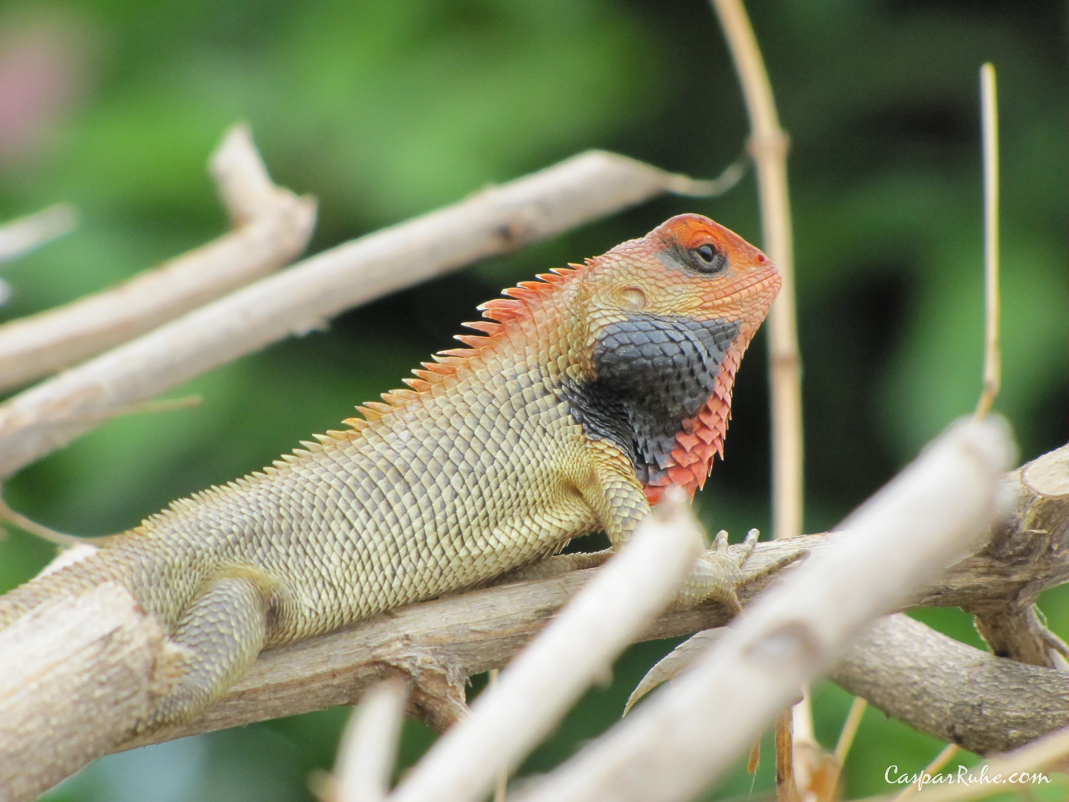 Oriental Garden Lizard